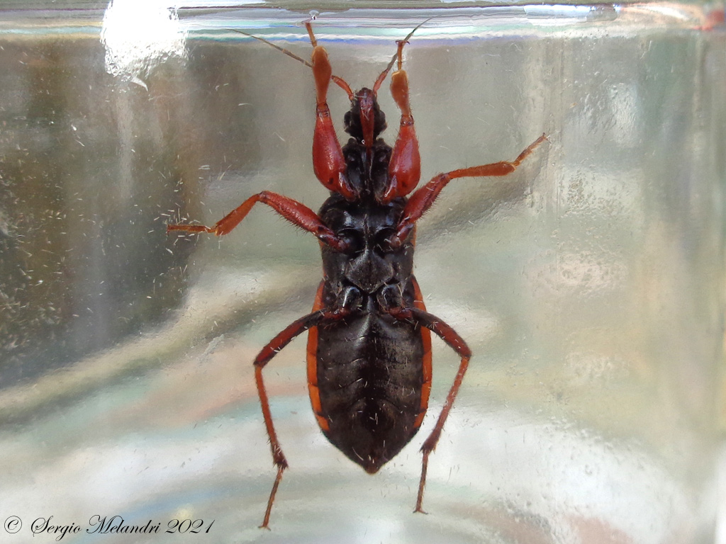 Reduviidae: Ectomocoris ululans ?  S